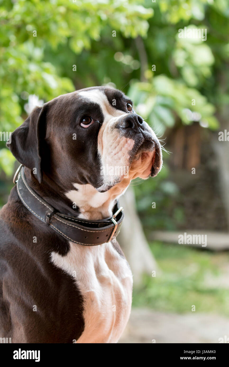 White and black boxer dog in the garden Stock Photo