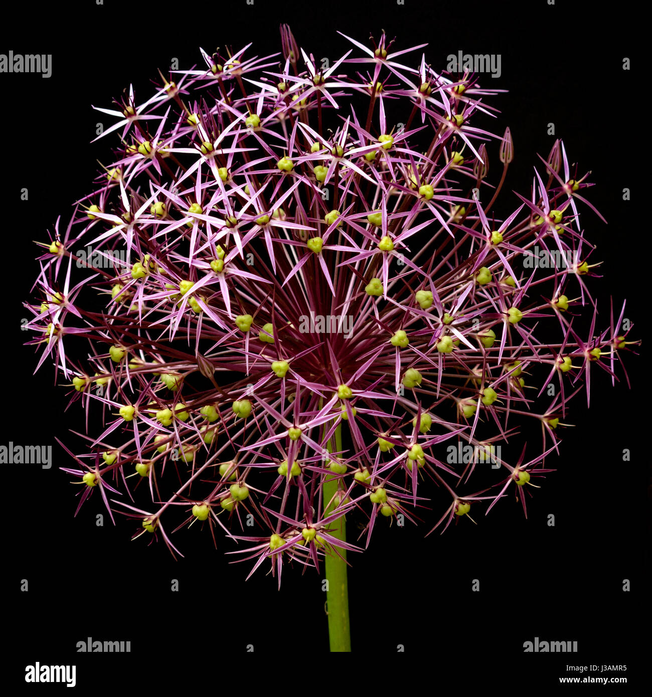 Purple Allium globe flower head against plain black background Stock Photo