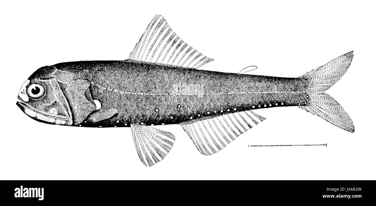 Diaphus Lanternfish bioluminescence hi-res stock photography and images - Alamy