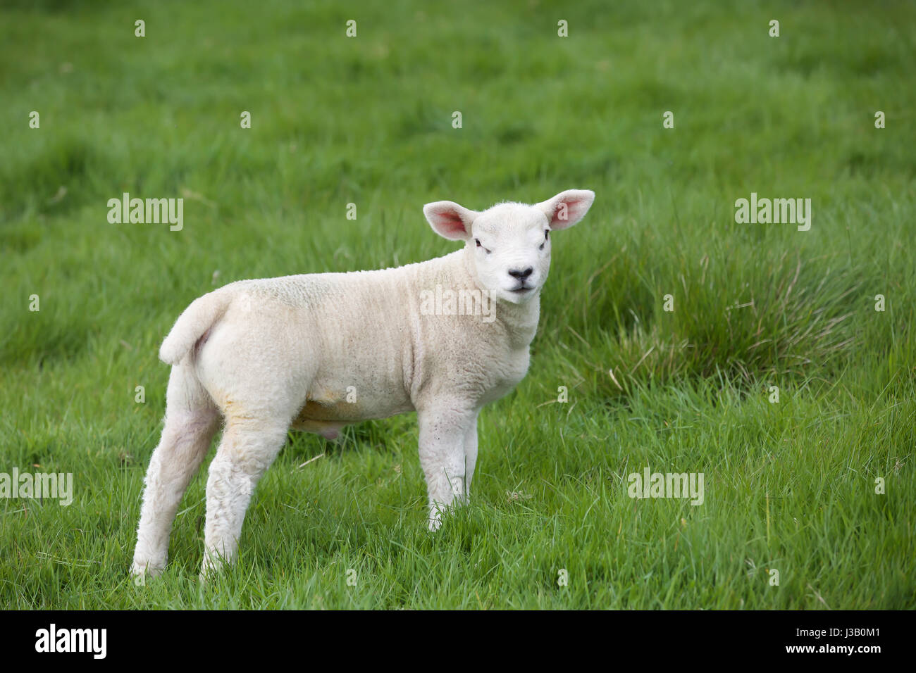 Rutland Water, UK. 4th May, 2017. UK Weather. Baby lambs along with their mother's graze by Rutland Water in the early evening Credit: Keith larby/Alamy Live News Stock Photo