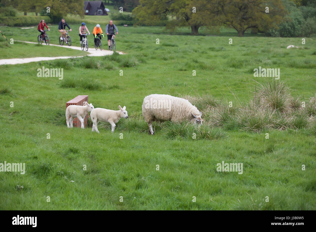 Rutland Water, UK. 4th May, 2017. UK Weather. Baby lambs along with their mother's graze by Rutland Water in the early evening Credit: Keith larby/Alamy Live News Stock Photo