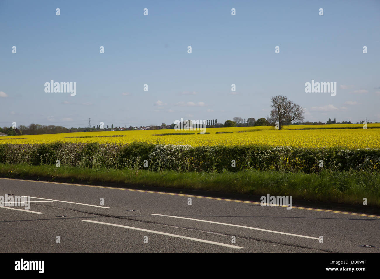 Melton Mowbray, UK. 4th May, 2017. Blue skies over Rapeseed fields in Melton Mowbray Credit: Keith Larby/Alamy Live News Stock Photo