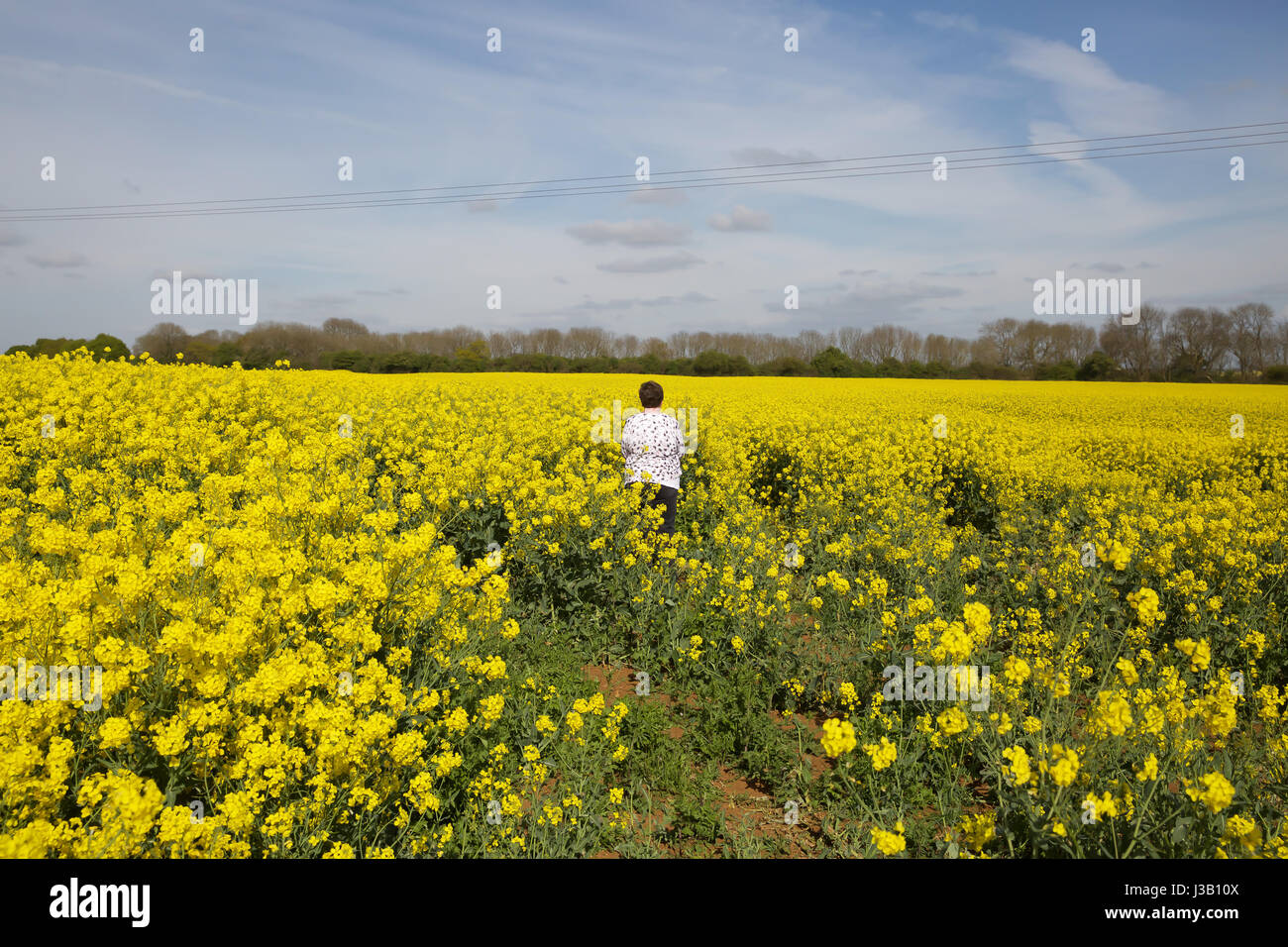 Melton Mowbray, UK. 4th May, 2017. Blue skies over Rapeseed fields in Melton Mowbray Credit: Keith Larby/Alamy Live News Stock Photo