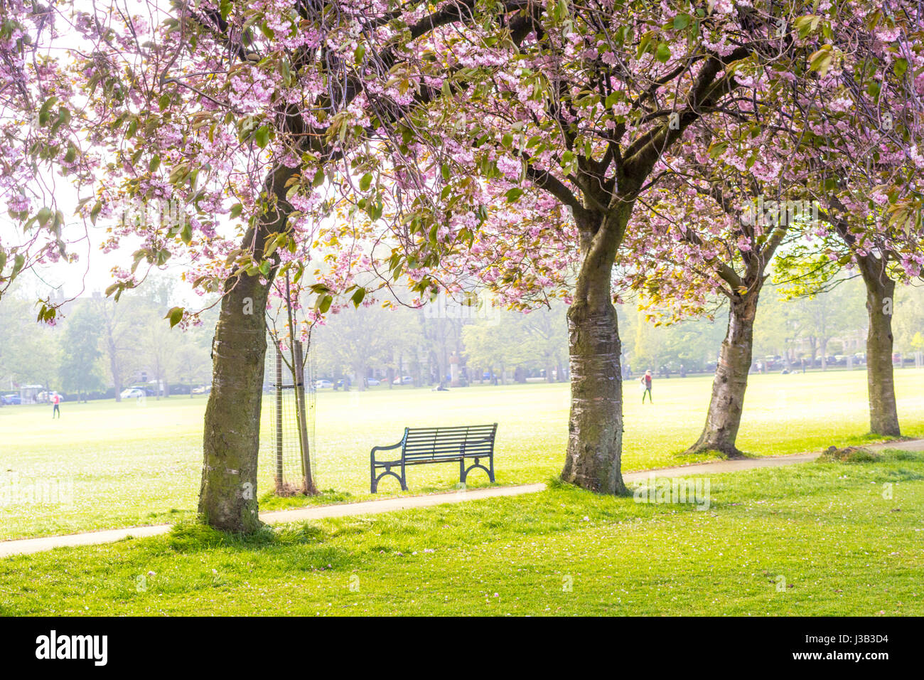 The Meadows, Edinburgh, Scotland, UK. 4th May, 2017. UK Weather. People walking and relaxing in the sunshine among beautifully blooming Japanese cherry trees. Scotland enjoys sunny, warm weather during all the week, however, it has not been raining for a long time at all. Credit: Malgorzata Larys/Alamy Live News Stock Photo