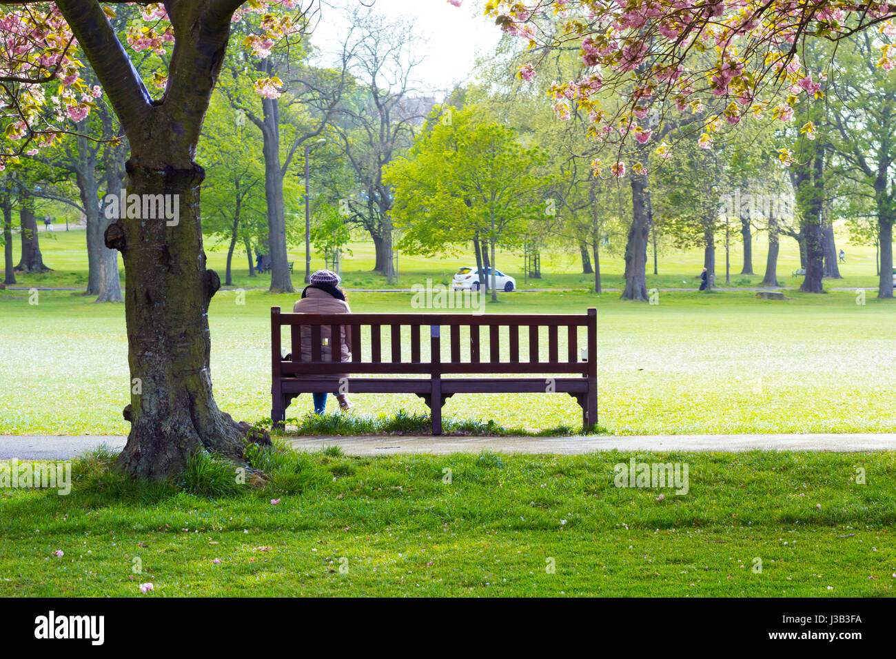 The Meadows, Edinburgh, Scotland, UK. 4th May, 2017. UK Weather. People walking and relaxing in the sunshine among beautifully blooming Japanese cherry trees. Scotland enjoys sunny, warm weather during all the week, however, it has not been raining for a long time at all. Credit: Malgorzata Larys/Alamy Live News Stock Photo