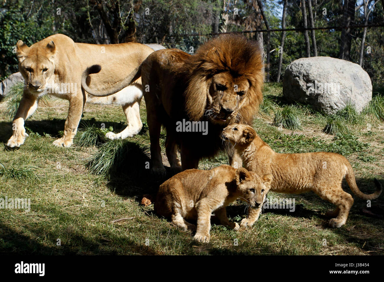 Vasectomy hires stock photography and images Alamy