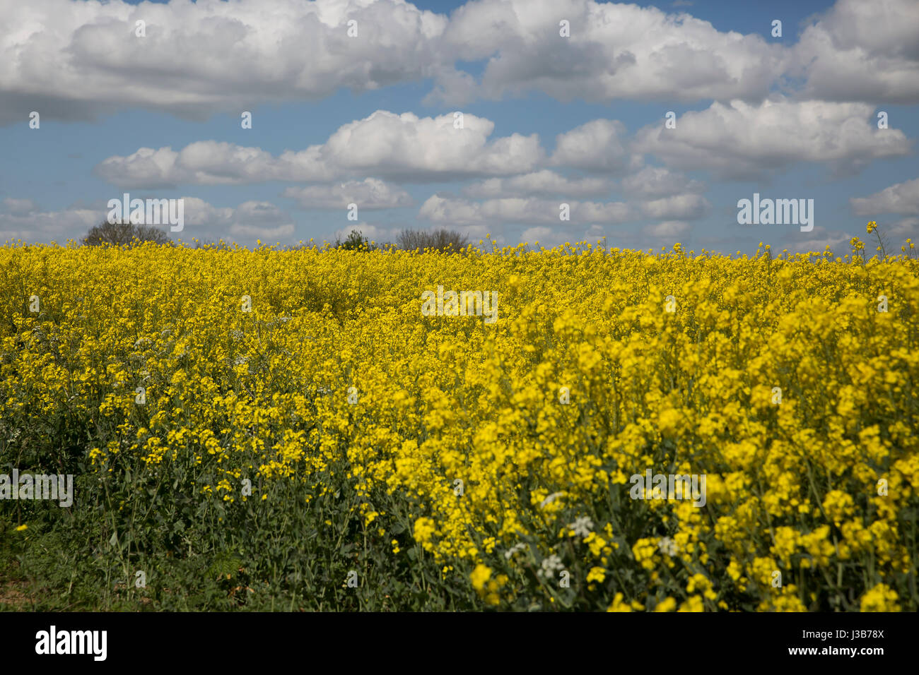 Duddington, UK. 5th May, 2017. Blue Skies over Rapeseed fields in Duddington Credit: Keith Larby/Alamy Live News Stock Photo