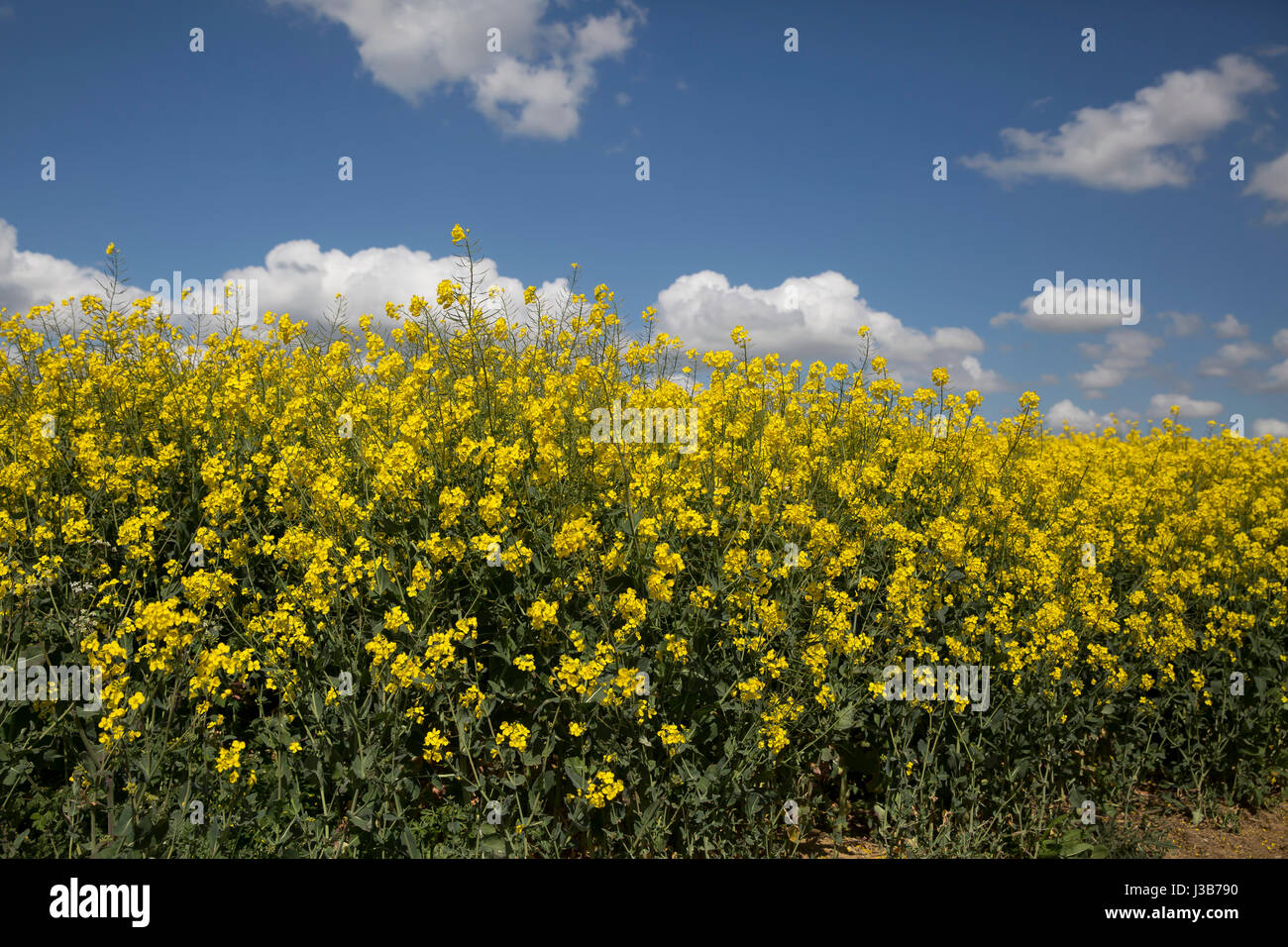 Duddington, UK. 5th May, 2017. Blue Skies over Rapeseed fields in Duddington Credit: Keith Larby/Alamy Live News Stock Photo