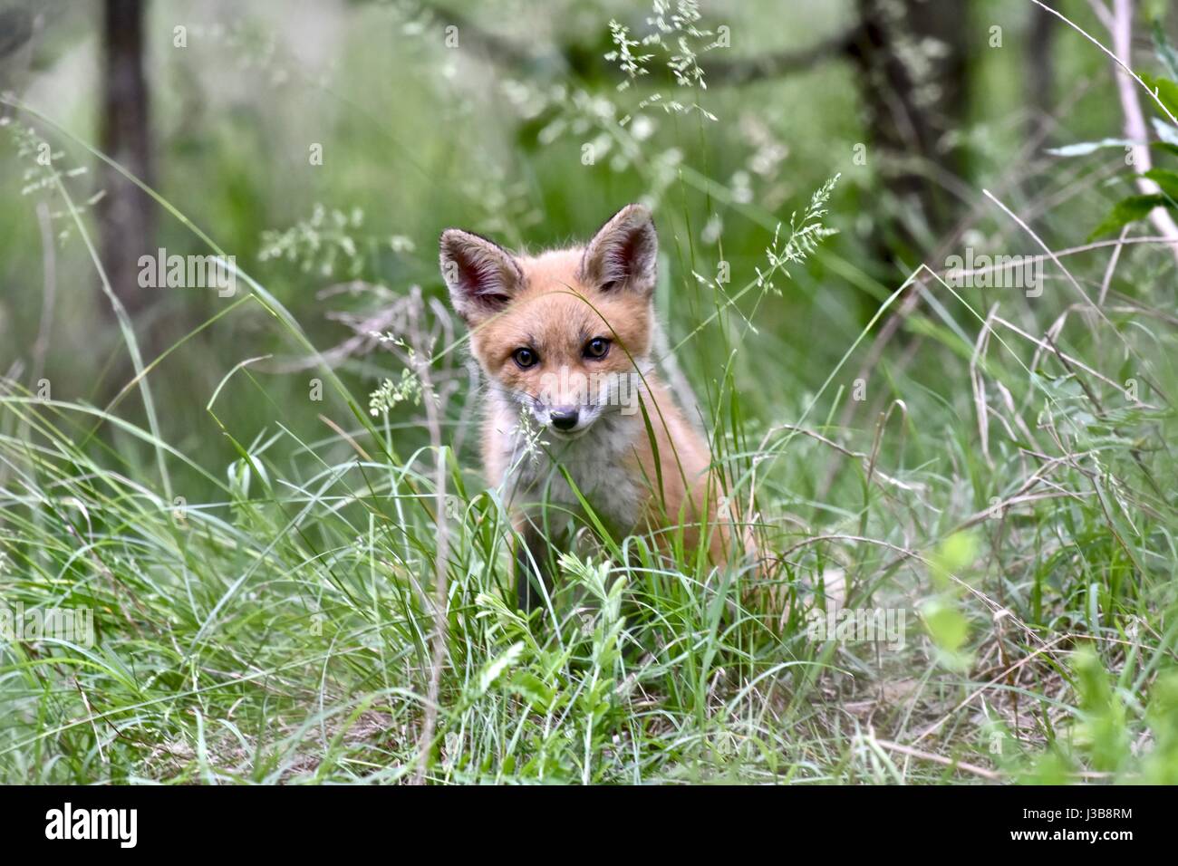 Maryland, USA - May 05, 2017: Baby red fox (Vulpes vulpes) emerging from a fox den to play after the rain subsided on a stormy spring day. Photo Credit: Jeramey Lende/Alamy Live News Stock Photo