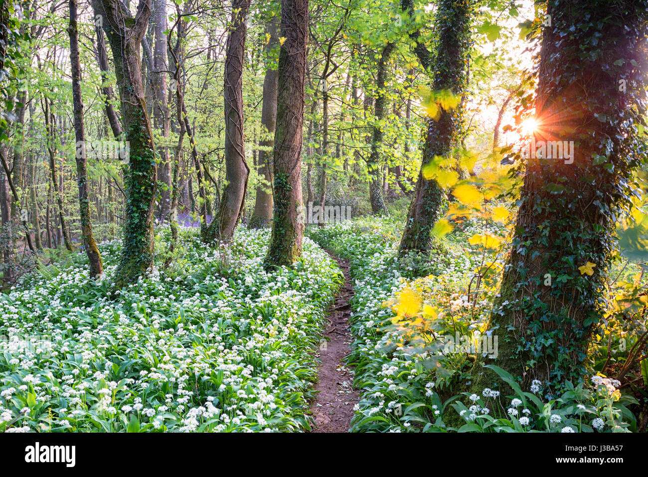 A path through wild garlic in woods near Camborne in Cornwall Stock Photo