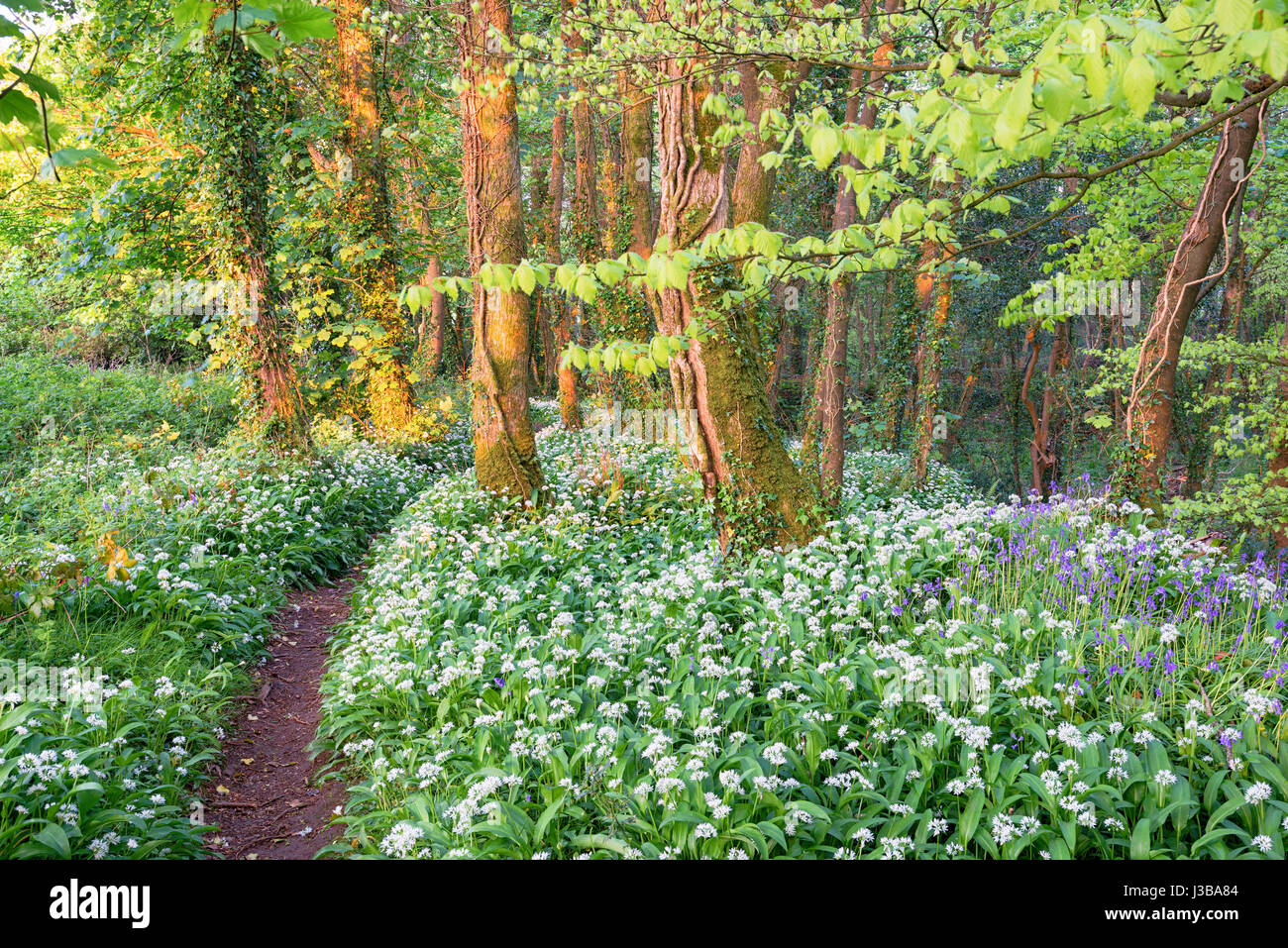 Wild garlic and bluebells in woodland near Camborne in Cornwall Stock Photo