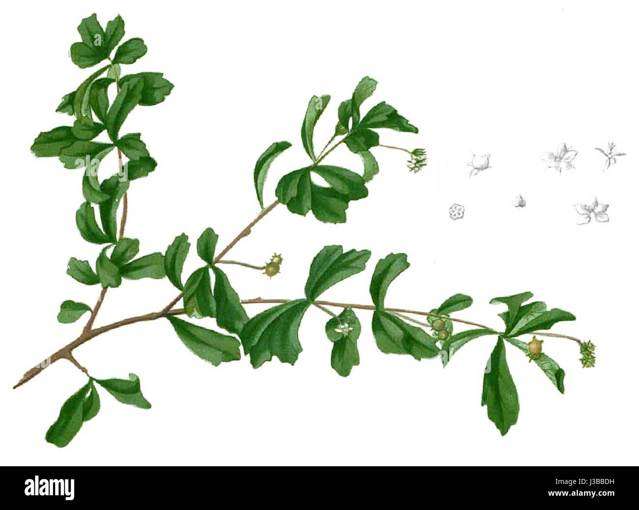 Ehretia buxifolia Blanco1.72 cropped Stock Photo