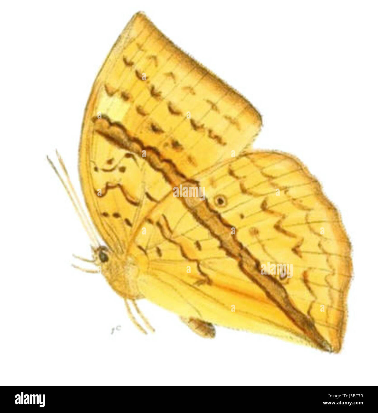 EnispeCycnus157 1c is a reference to a species in the Cycnus genus, which is part of the family Anatidae. This particular species is native to Eurasia and is known for its migratory patterns and distinctive physical features. Stock Photo