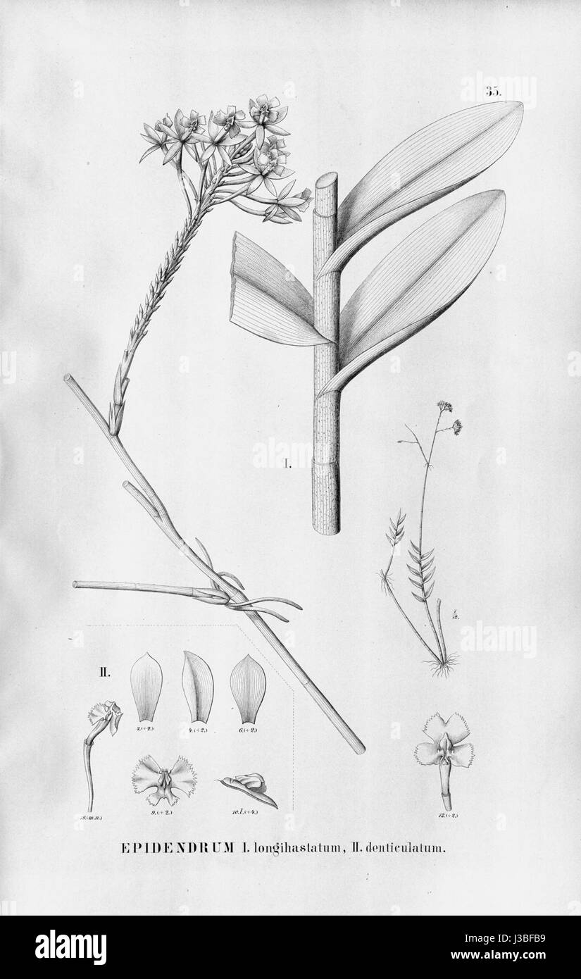 Epidendrum secundum (as Epidendrum longihastatum) and Epidendrum denticulatum   Fl.Br.3 5 35 Stock Photo