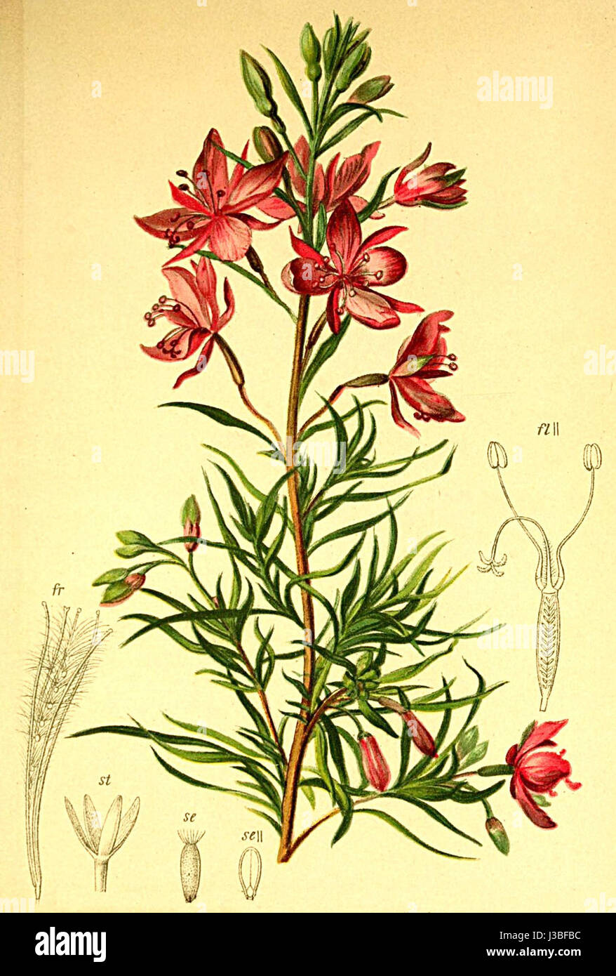Epilobium dodonaei Atlas Alpenflora Stock Photo