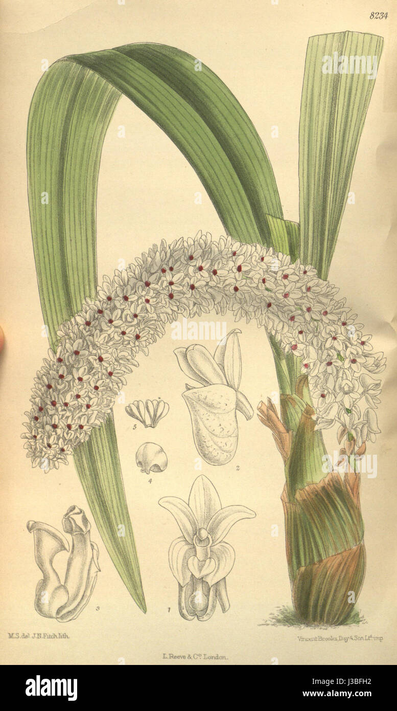 Southeast asian plant taxonomy history hi-res stock photography and ...