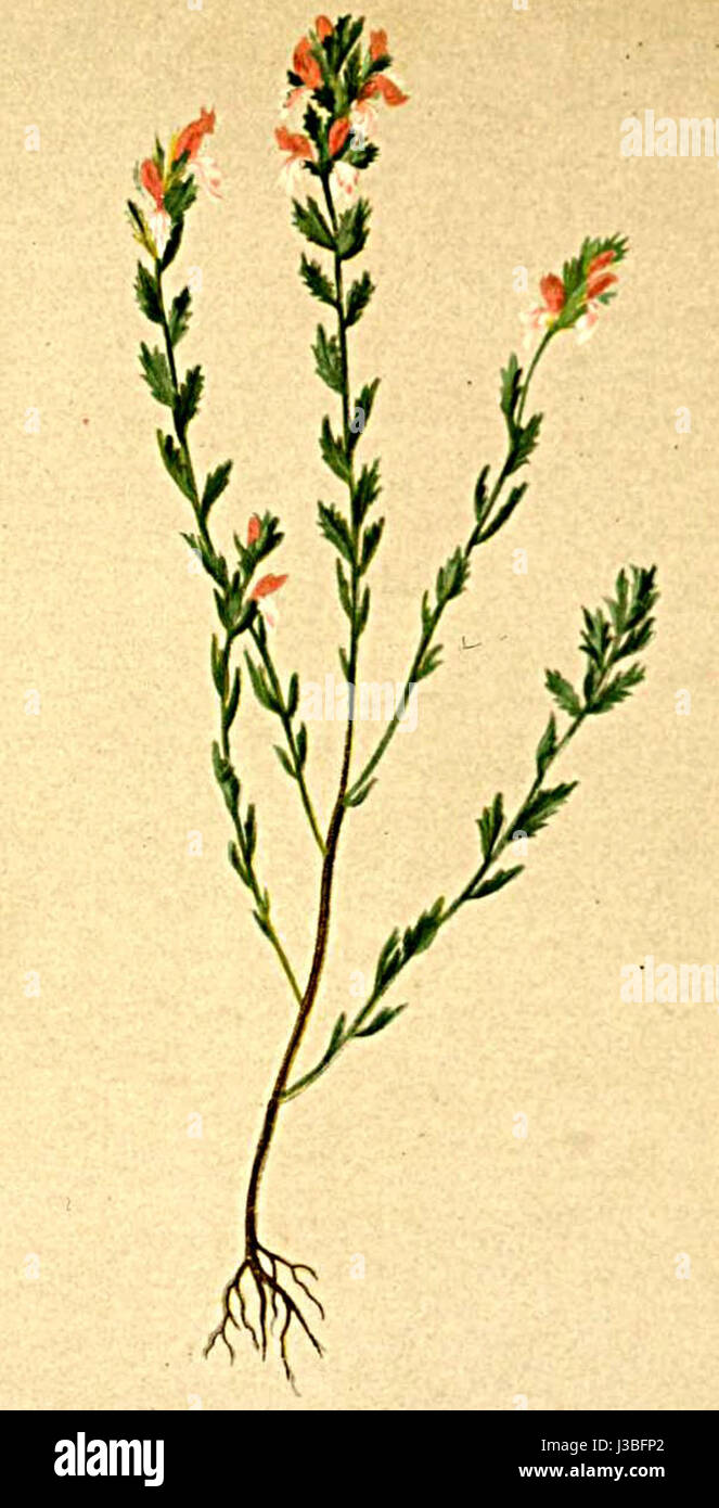 Euphrasia salisburgensis Atlas Alpenflora Stock Photo