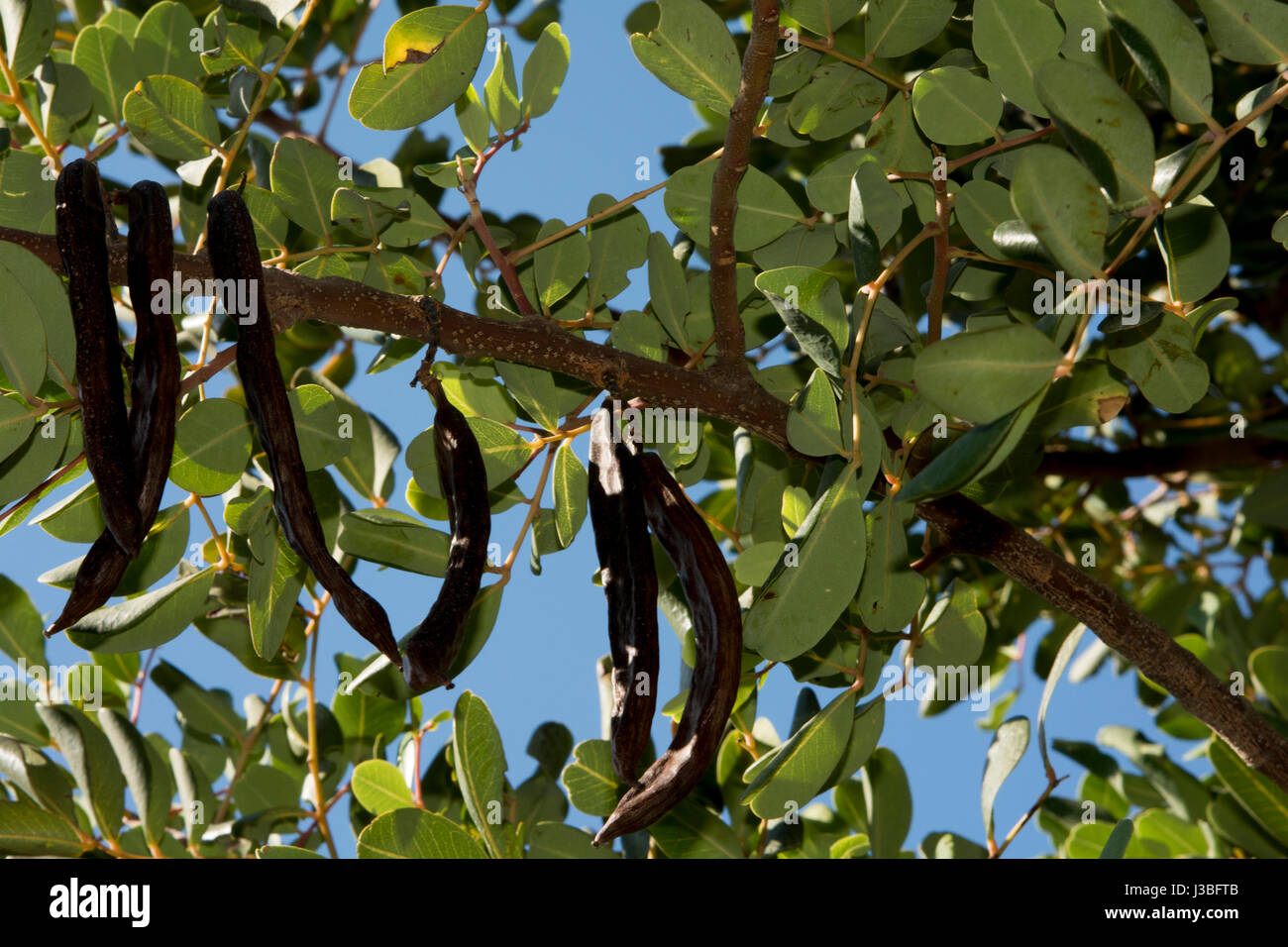 Carob Trees are native to the Mediterranean region. Carob powder from