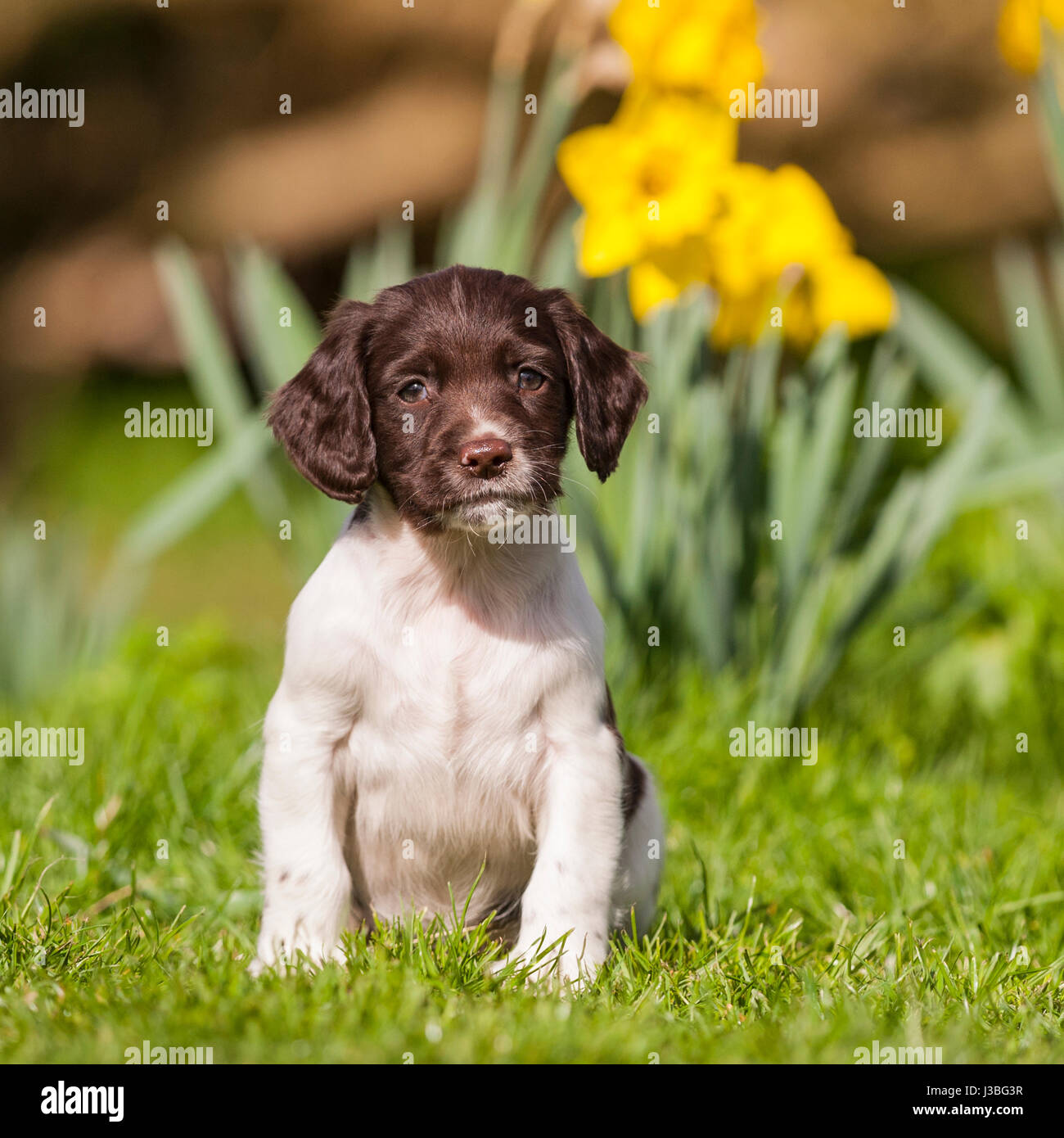 A 6 week old English Springer Spaniel puppy in the Uk Stock Photo