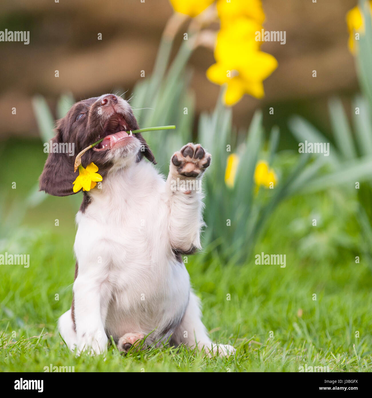 A 6 week old English Springer Spaniel puppy in the Uk Stock Photo