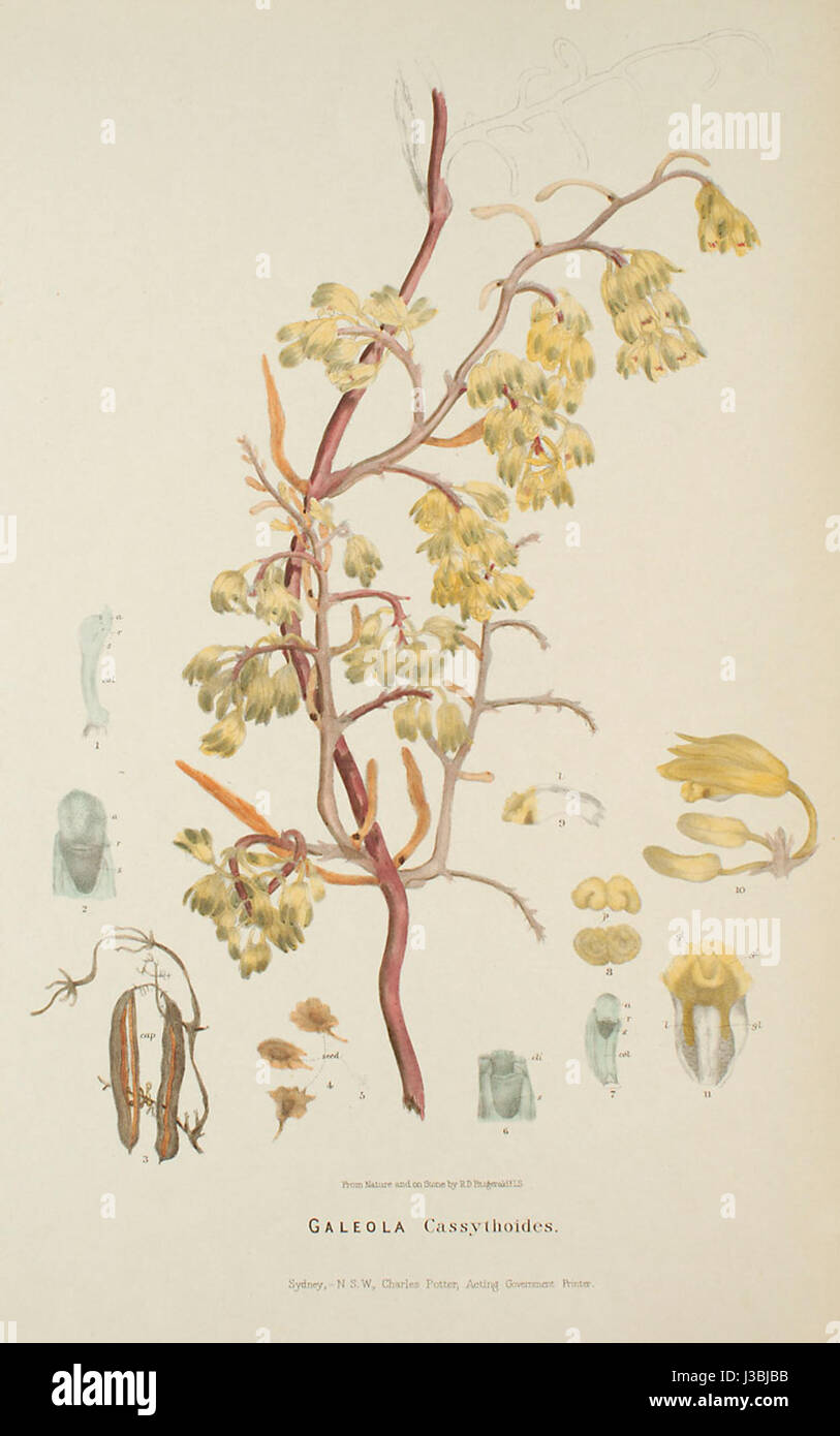 Erythrorchis cassythoides   FitzGerald, Australian Orchids   vol. 1 pl. 26 (1882) Stock Photo