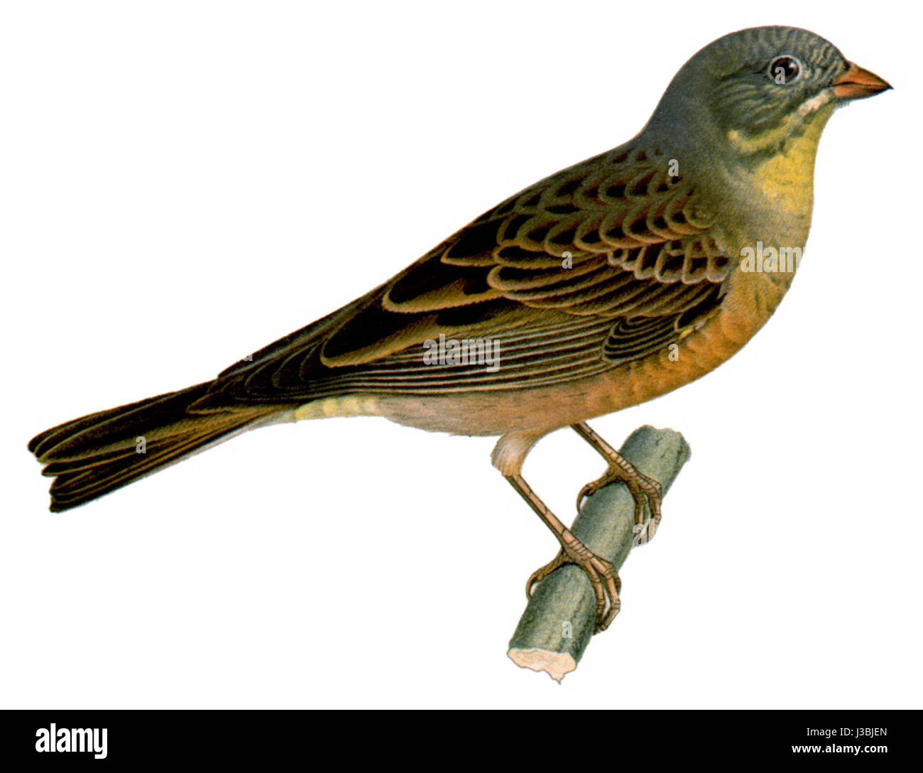 Emberiza hortulana 2 Stock Photo