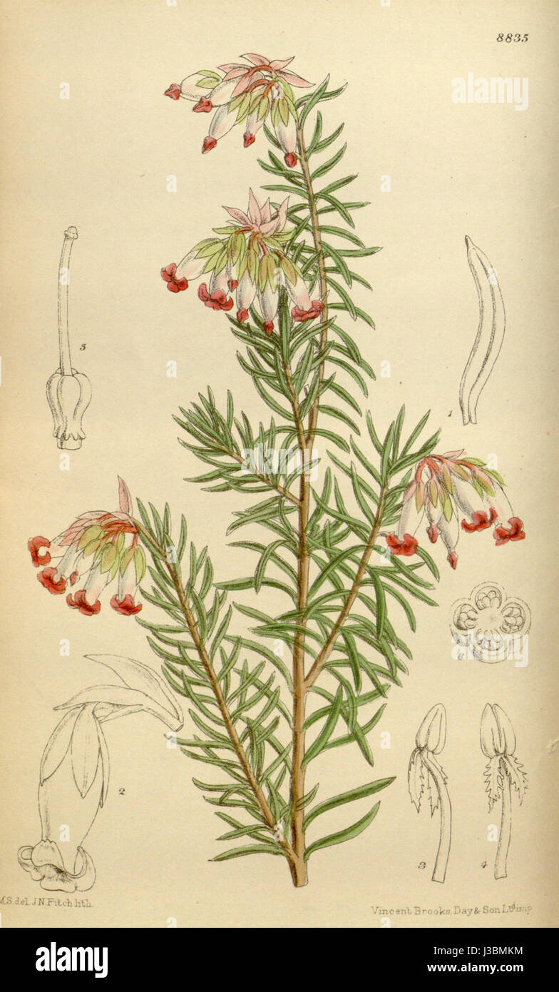 A botanical entry for Erica haroldiana, a plant species native to a ...