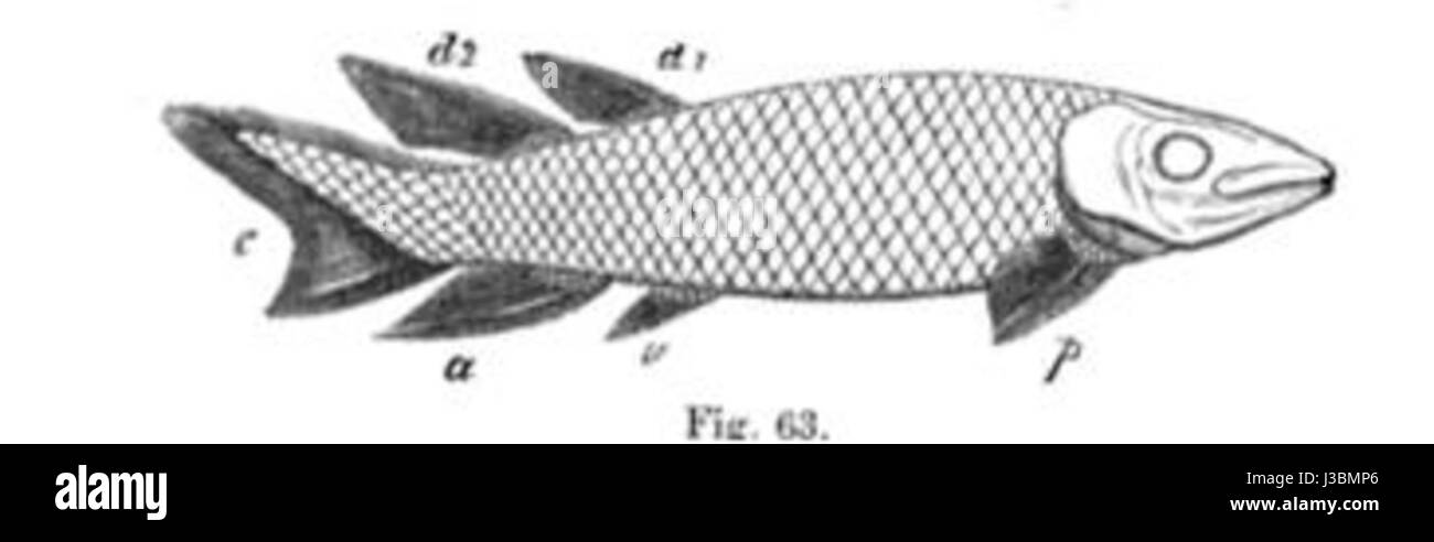 Dipterus hires stock photography and images Alamy