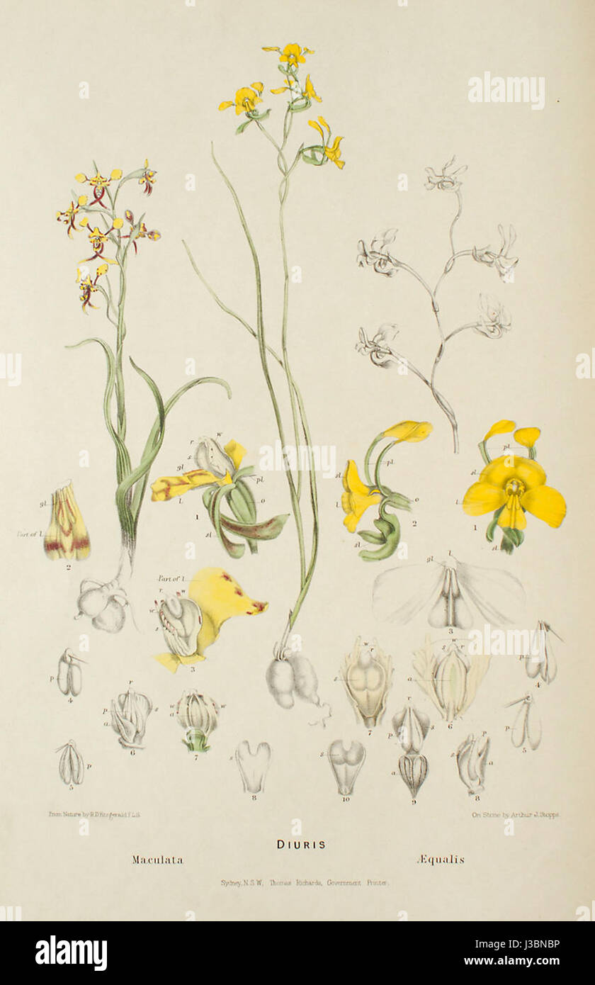 Diuris maculata and Diuris aequalis   FitzGerald, Australian Orchids   vol. 1 pl. 12 (1882) Stock Photo