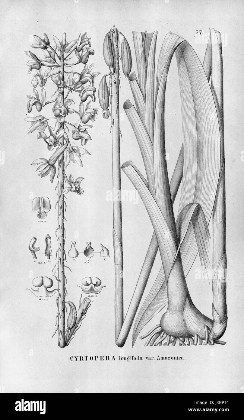 Eulophia alta   var.   Flora Brasiliensis 3 5 77 Stock Photo