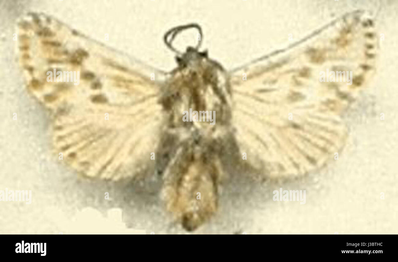 Various stages of insect larvae hi-res stock photography and images - Alamy