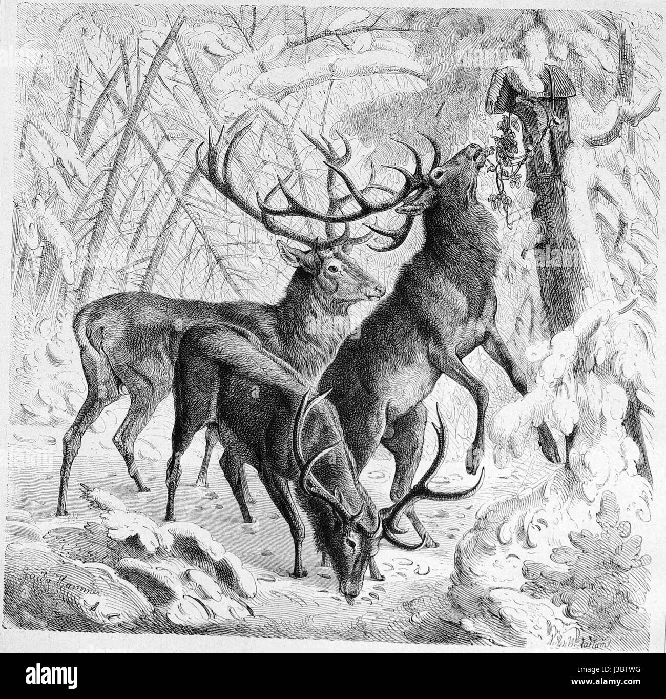 Die Gartenlaube, first published in 1877, was a German family magazine ...