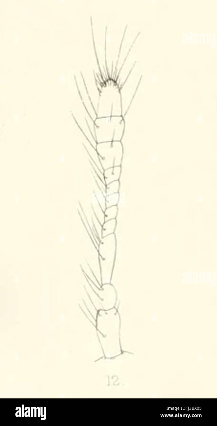 Diomus dohertyi antenna 1894 Stock Photo