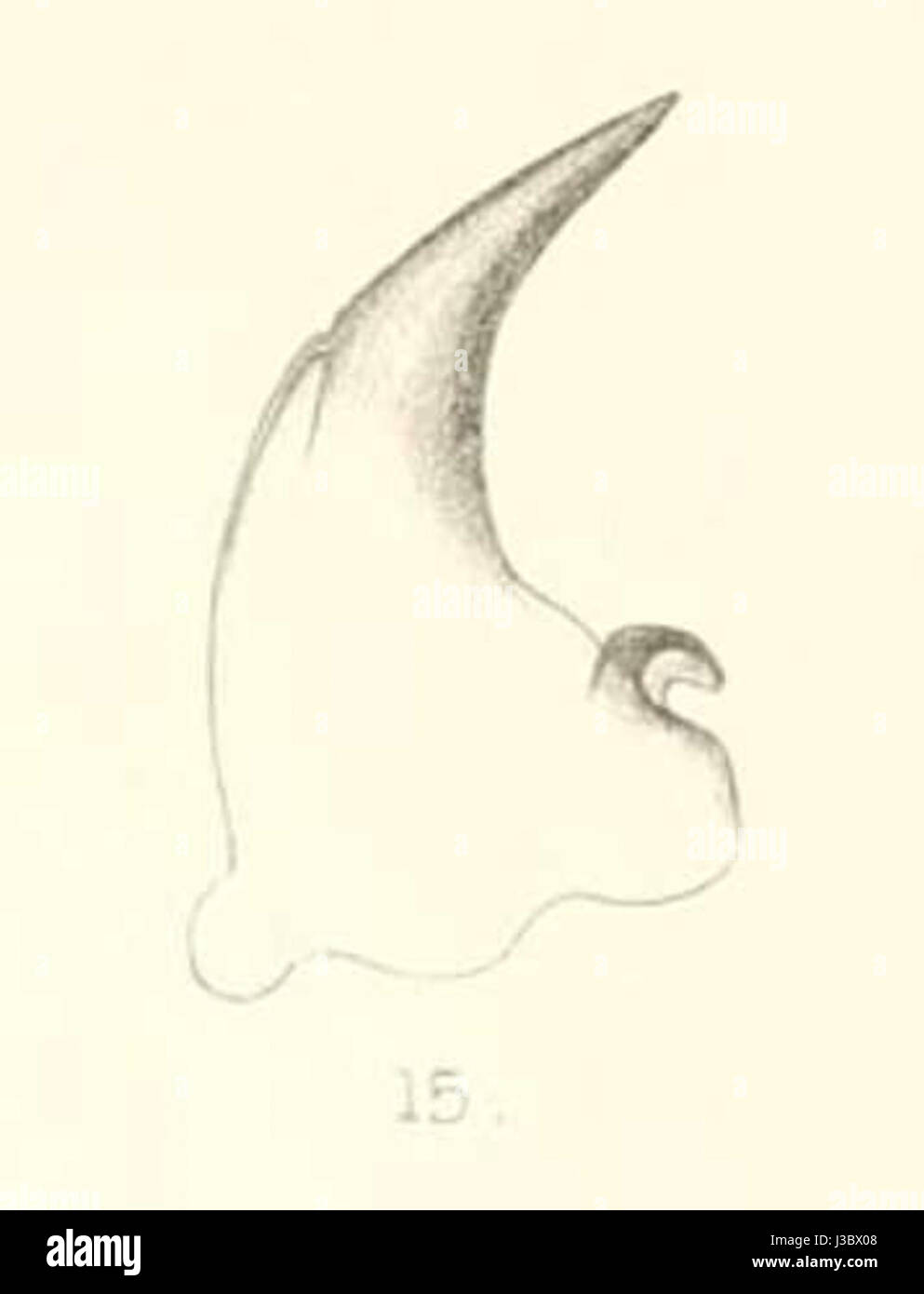 Diomus dohertyi mandible 1894 Stock Photo