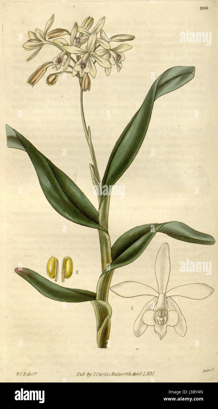 Epidendrum pallidiflorum   Curtis' 57 (N.S. 4) pl. 2980 (1829) Stock Photo