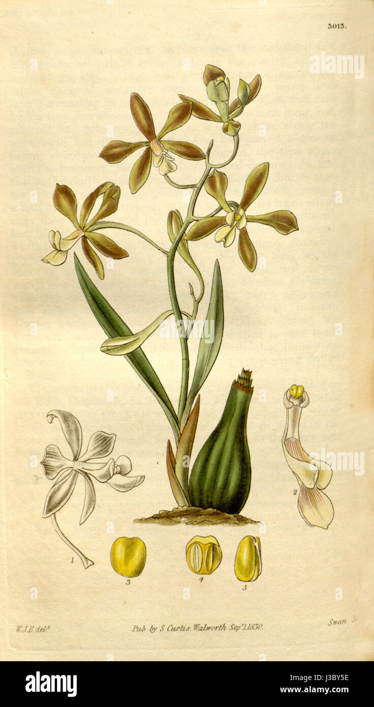 Encyclia patens   Curtis' 57 (NS 4) pl. 3013 (1830) Stock Photo
