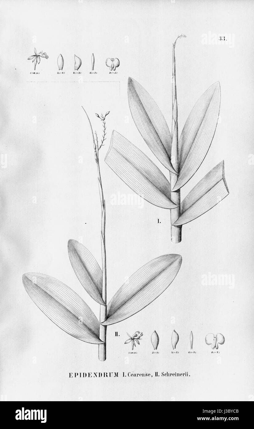 Epidendrum anceps (as Epidendrum cearense and Epidendrum schreineri)  Fl.Br.3 5 33 Stock Photo