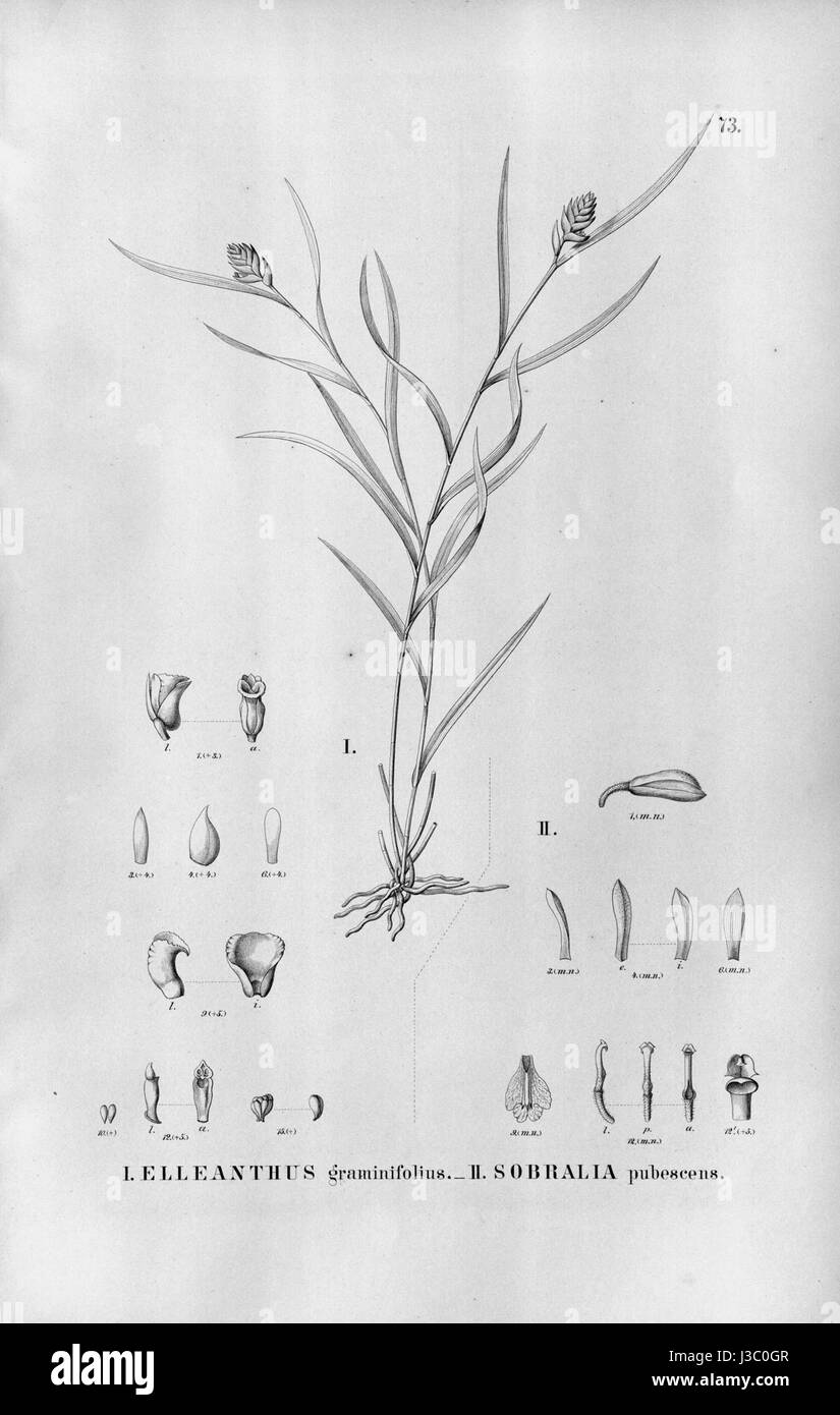 Elleanthus graminifolius   Palmorchis pubescentis (as Sobralia pubescens)   Fl.Br.3 5 073 Stock Photo