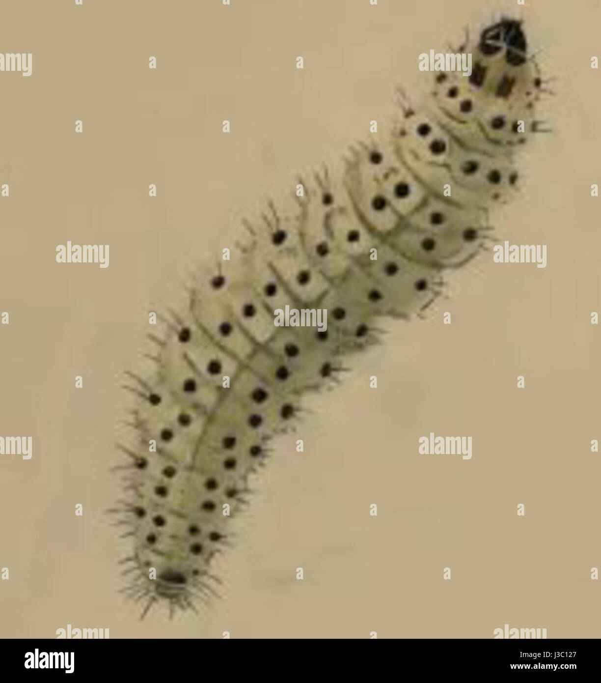Epermenia aequidentellus larva Stock Photo