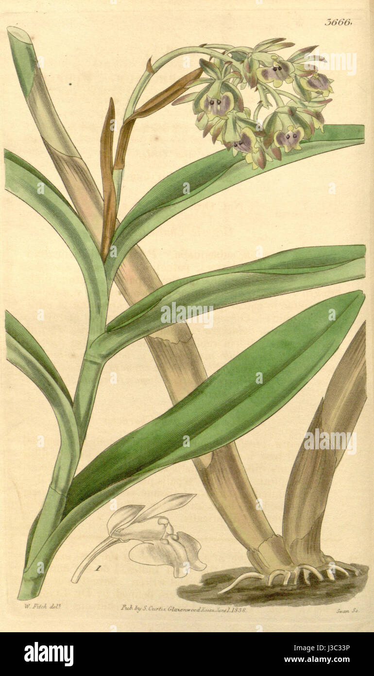 Epidendrum anceps (as Epidendrum viridipurpureum)   Curtis' 65 (N.S. 12) pl. 3666 (1839) Stock Photo