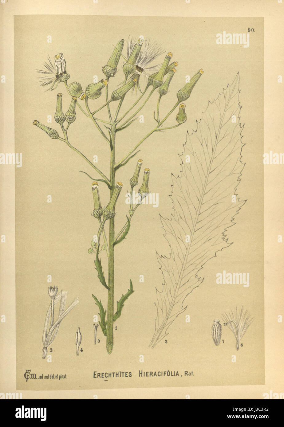Erechtites hieracifolia   001x Stock Photo