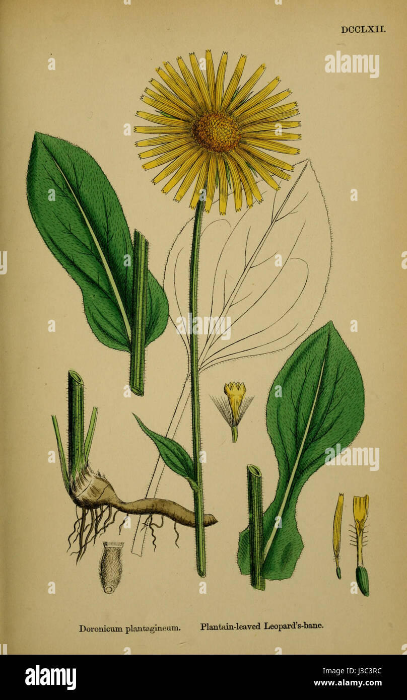 Doronicum plantagineum Stock Photo