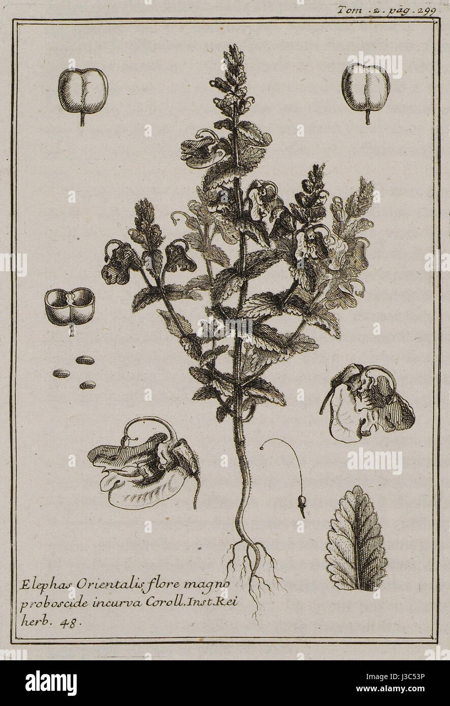 Elephas Orientalis flore magno proboscide incurva Coroll Inst Rei herb 48   Tournefort Joseph Pitton De   1717 Stock Photo