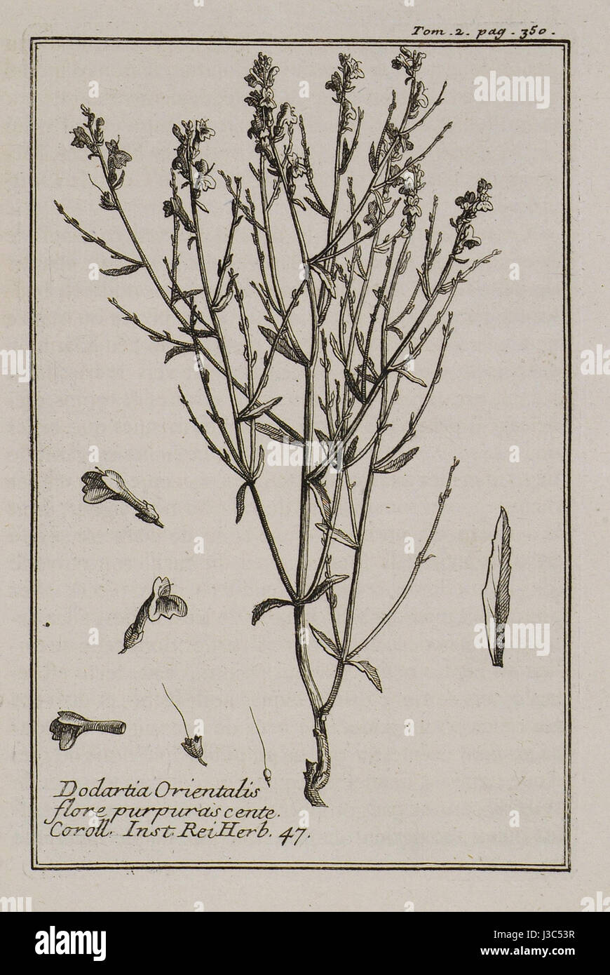 Dodartia Orientalis flore purpuras cente Coroll Inst Rei herb 47   Tournefort Joseph Pitton De   1717 Stock Photo
