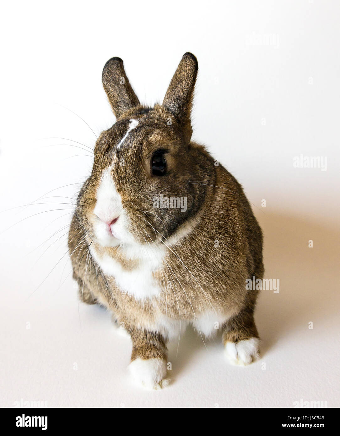 Hairy rabbit hi-res stock photography and images - Alamy