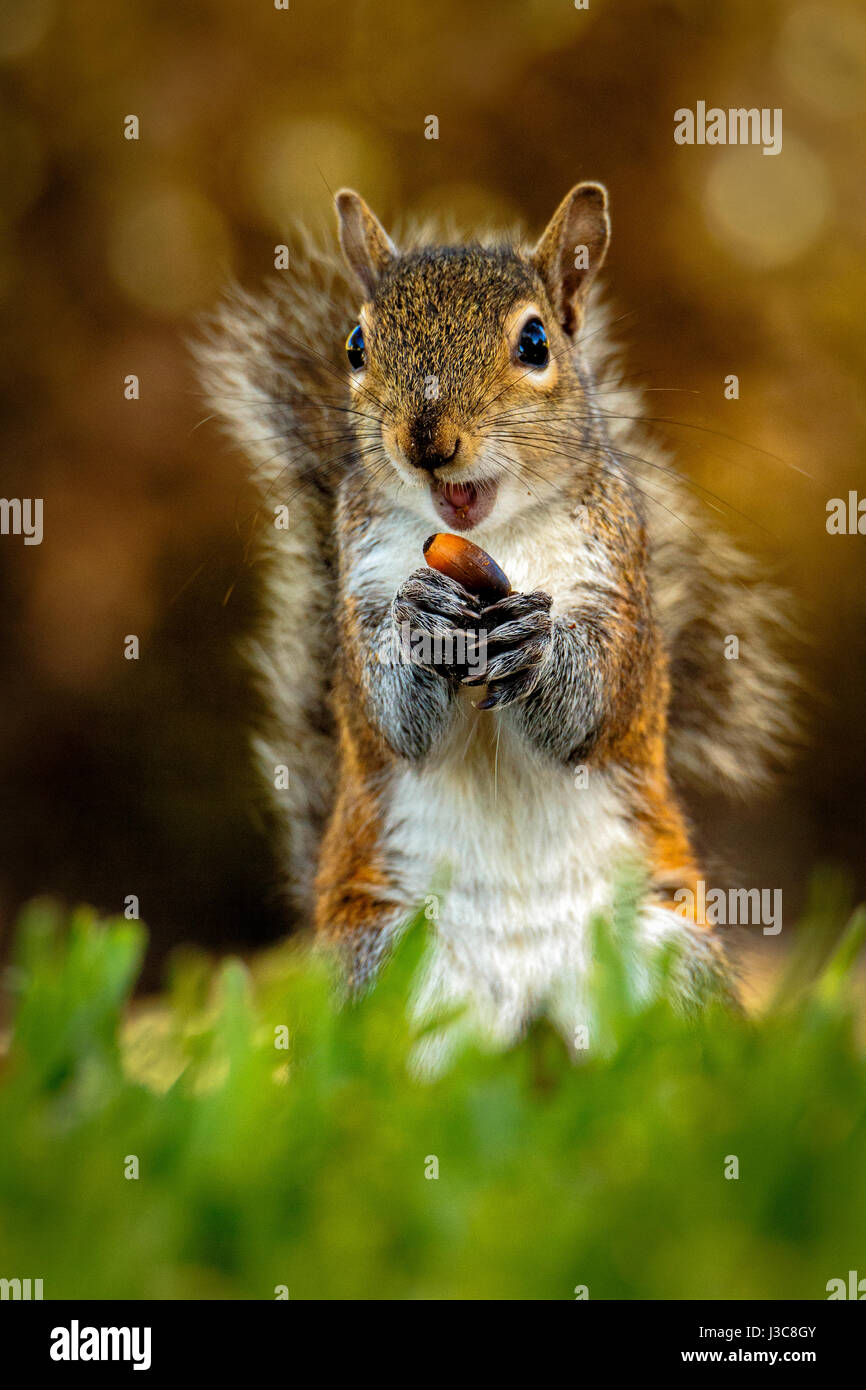 Eastern Gray Squirrel ready to chow down on a fresh. tasty acorn. Stock Photo