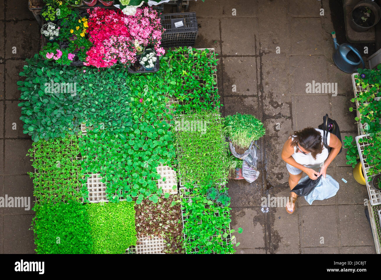 Flower market, view of a a woman in the historic Mercado do Bolhao passing a colorful display of small plants on a flower stall, Porto, Portugal. Stock Photo