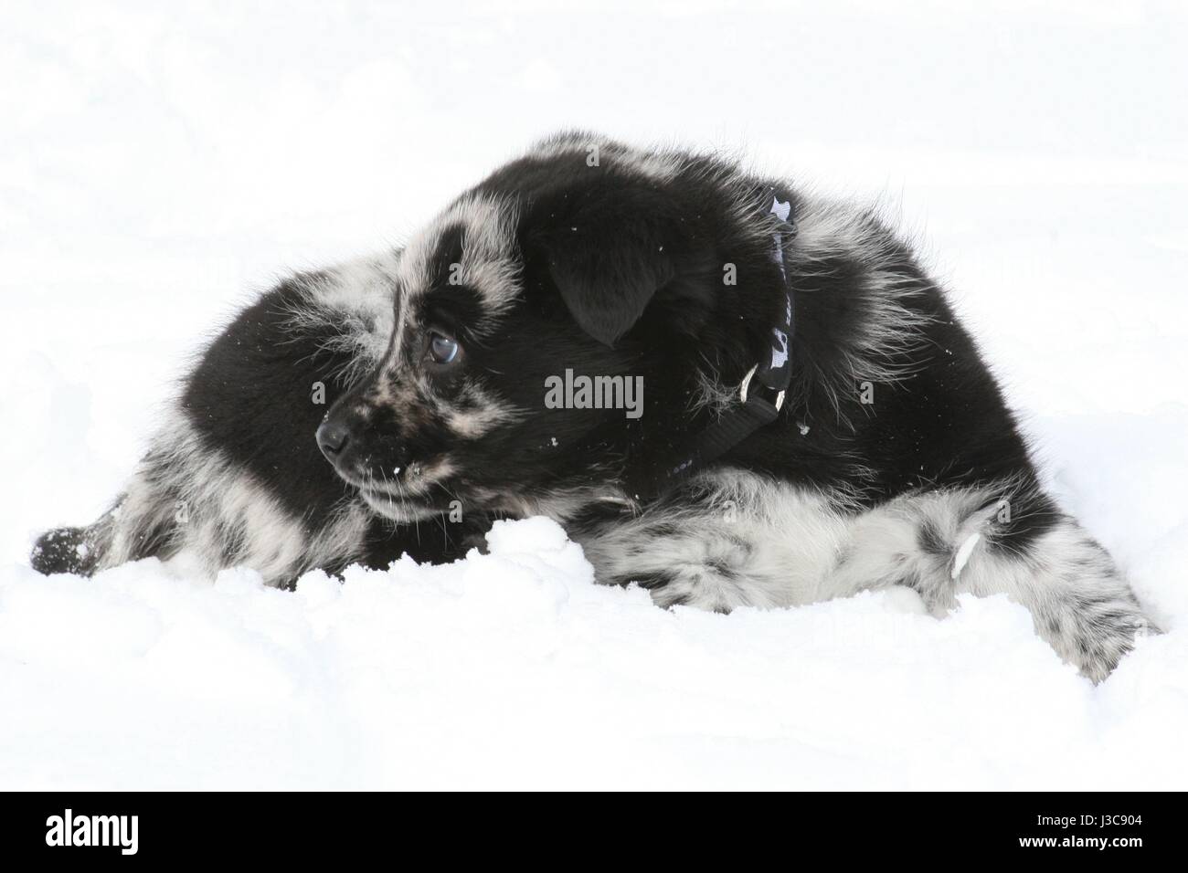 What's over there? Snow puppy Stock Photo