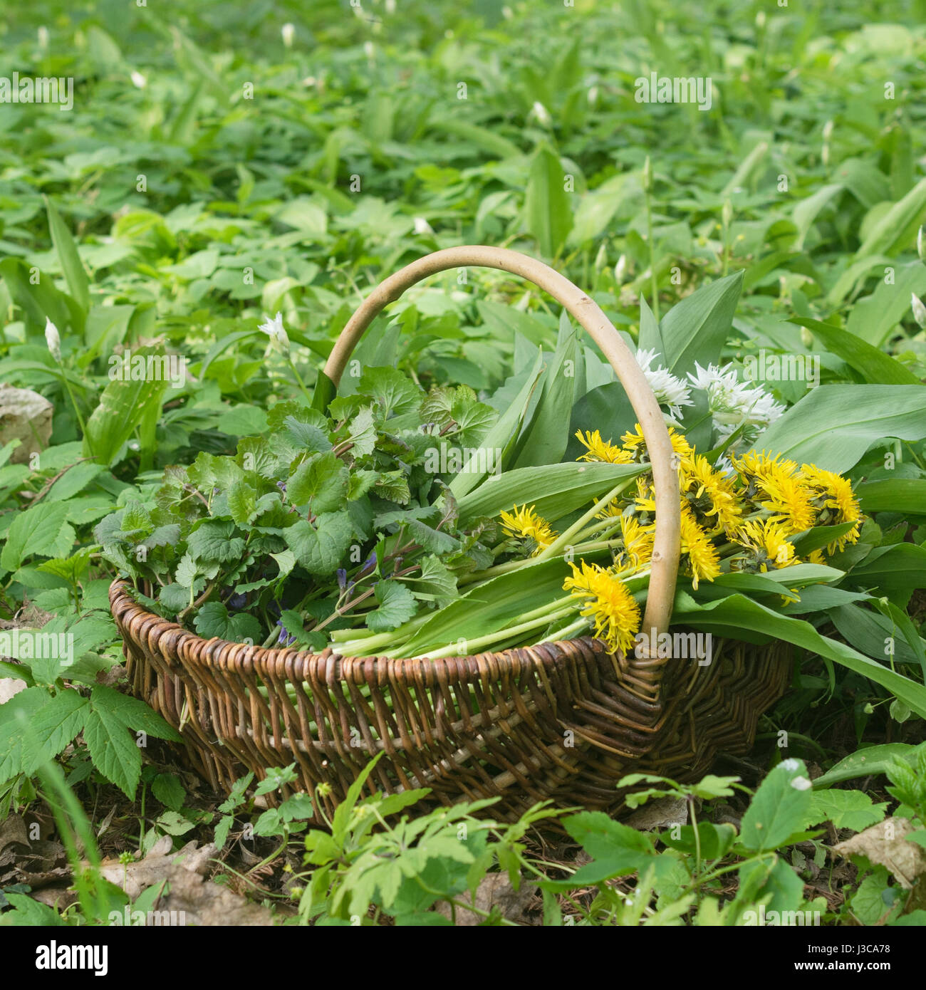 Basket with collected wild herbs in the forest Stock Photo