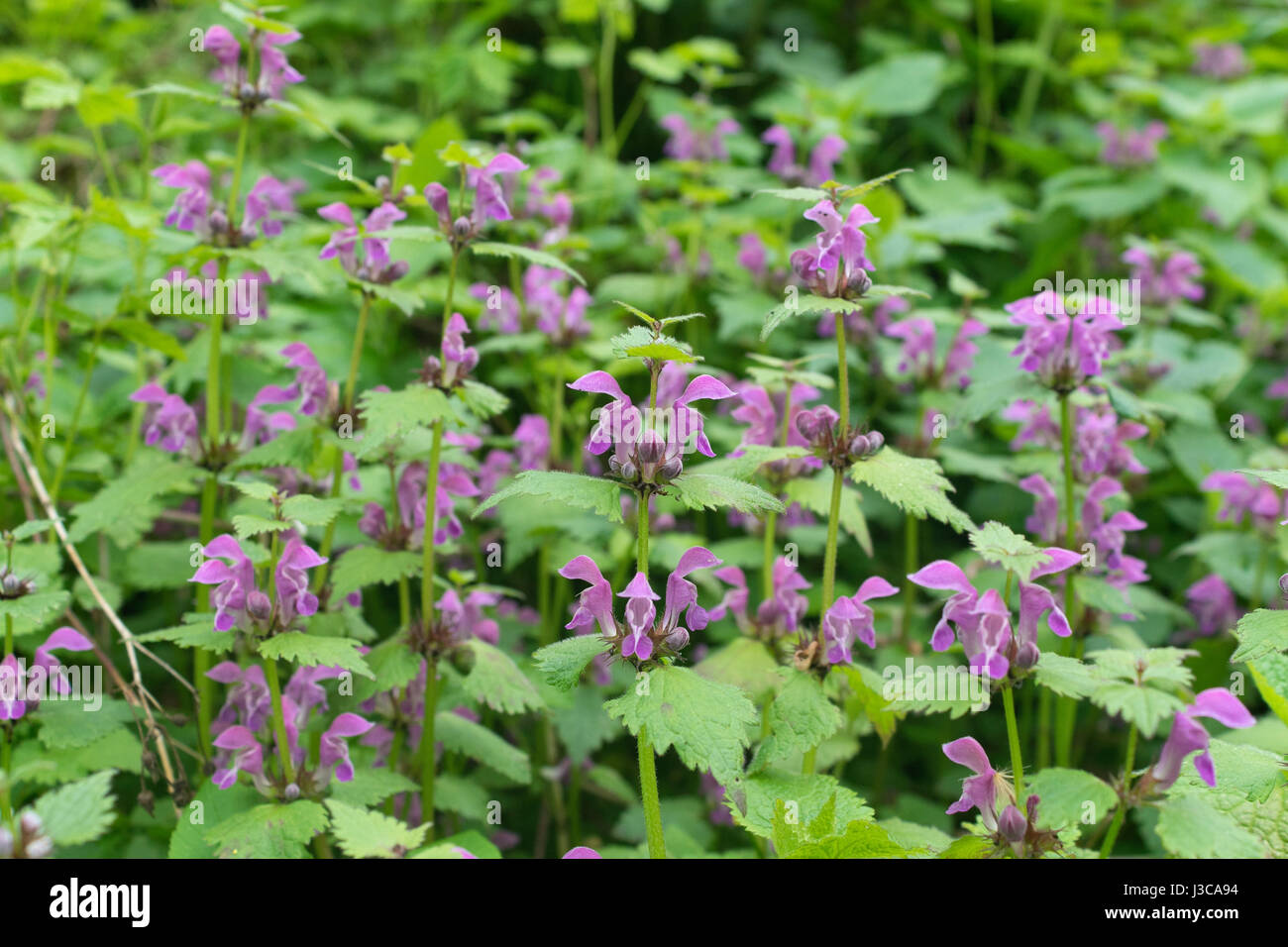 dead nettle with red flowers Stock Photo